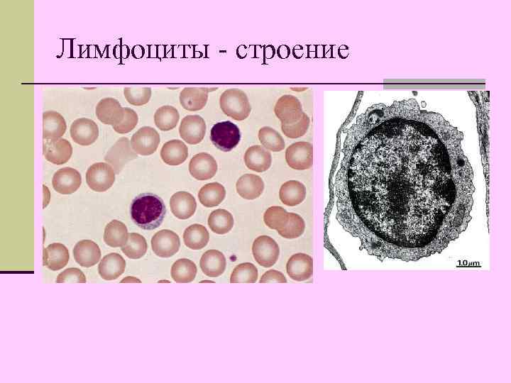 Лимфоциты - строение 