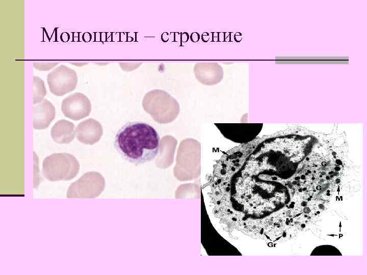 Моноциты – строение 