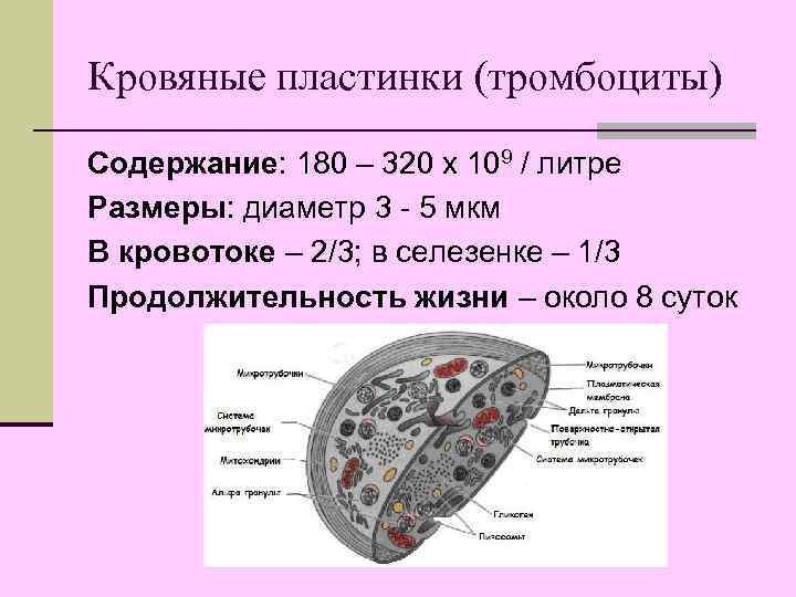 Кровяные пластинки (тромбоциты) Содержание: 180 – 320 х 109 / литре Размеры: диаметр 3