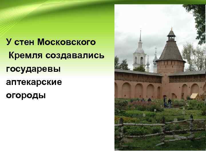 У стен Московского Кремля создавались государевы аптекарские огороды 