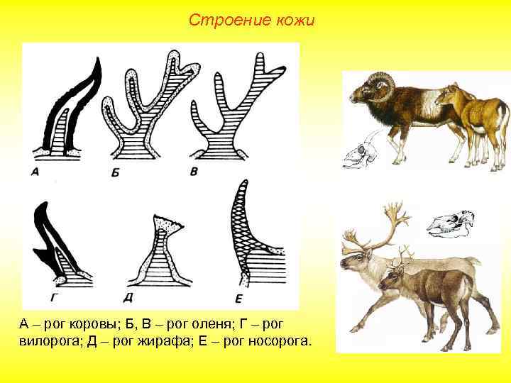Строение кожи А – рог коровы; Б, В – рог оленя; Г – рог