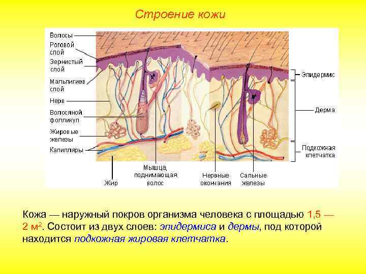 Строение кожи Кожа — наружный покров организма человека с площадью 1, 5 — 2