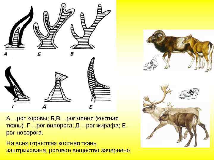 А – рог коровы; Б, В – рог оленя (костная ткань), Г – рог