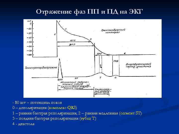 Отражение фаз ПП и ПД на ЭКГ - 80 mv – потенциал покоя 0