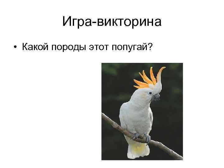 Игра-викторина • Какой породы этот попугай? 