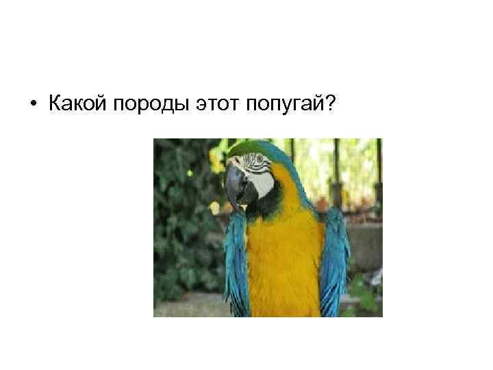  • Какой породы этот попугай? 