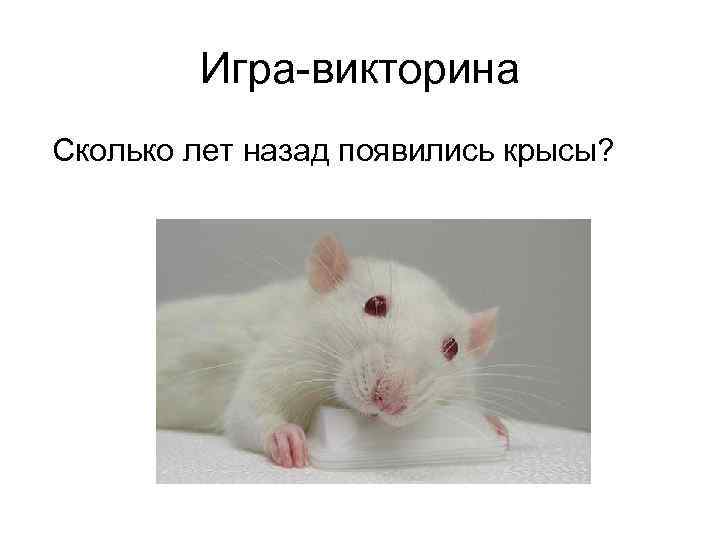 Игра-викторина Сколько лет назад появились крысы? 