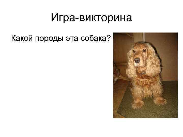 Игра-викторина Какой породы эта собака? 