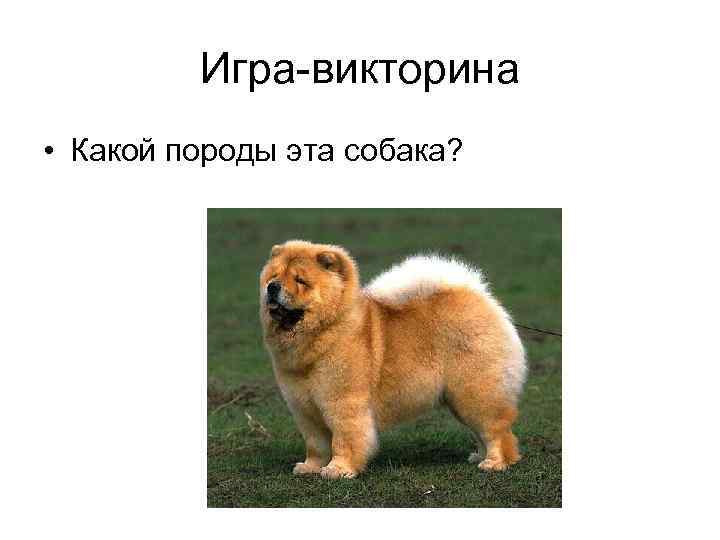 Игра-викторина • Какой породы эта собака? 