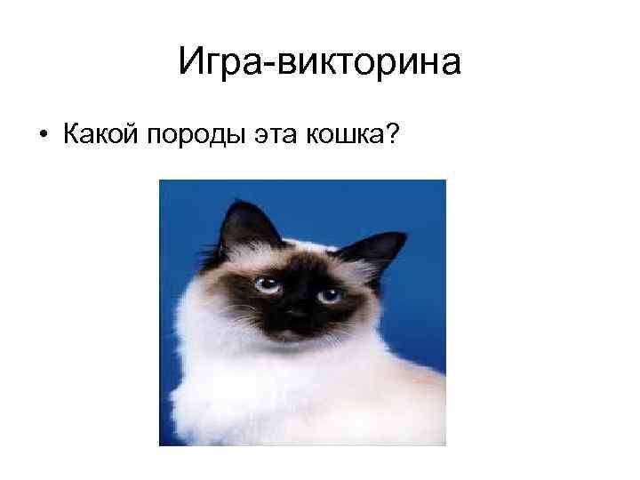 Игра-викторина • Какой породы эта кошка? 