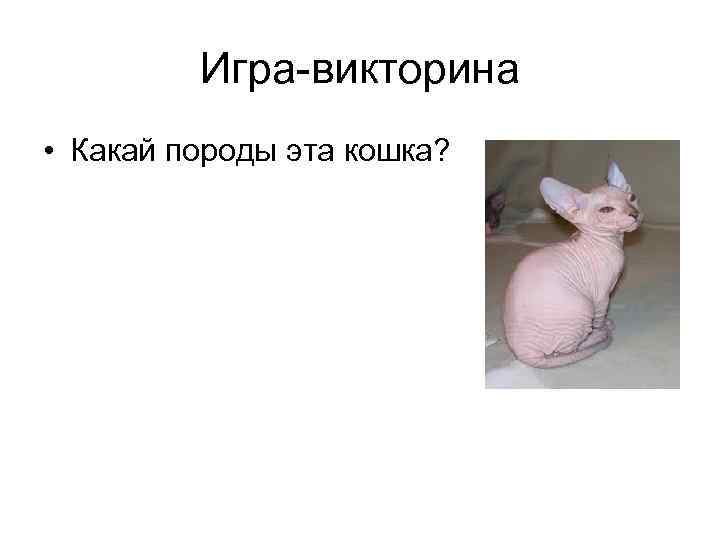Игра-викторина • Какай породы эта кошка? 