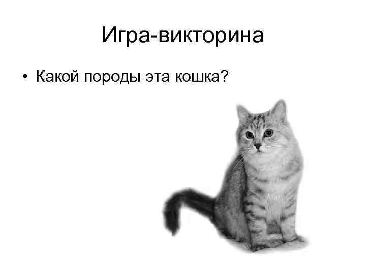 Игра-викторина • Какой породы эта кошка? 