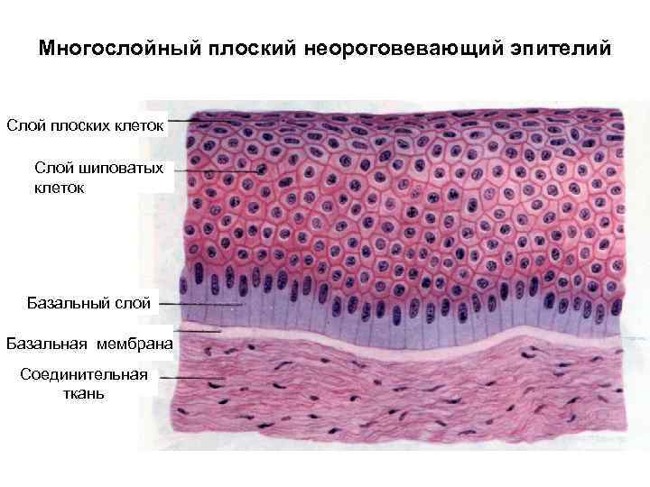 Многослойный плоский неороговевающий эпителий Слой плоских клеток Слой шиповатых клеток Базальный слой Базальная мембрана