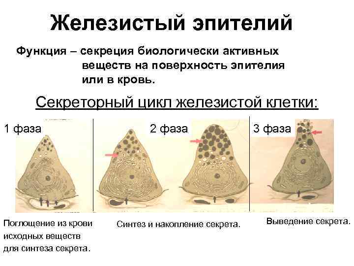 Железистый эпителий Функция – секреция биологически активных веществ на поверхность эпителия или в кровь.