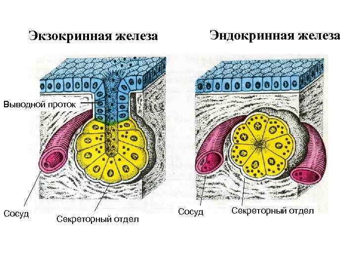 Эндокринная железа Экзокринная железа Выводной проток Сосуд Секреторный отдел 