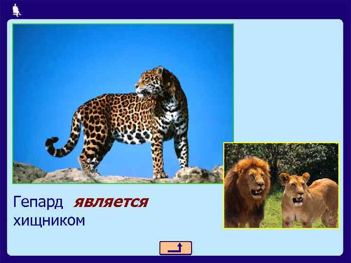 Гепард является хищником 