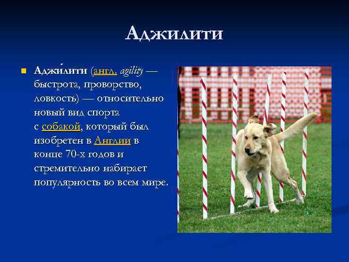 Аджилити n Аджи лити (англ. agility — лити быстрота, проворство, ловкость) — относительно новый
