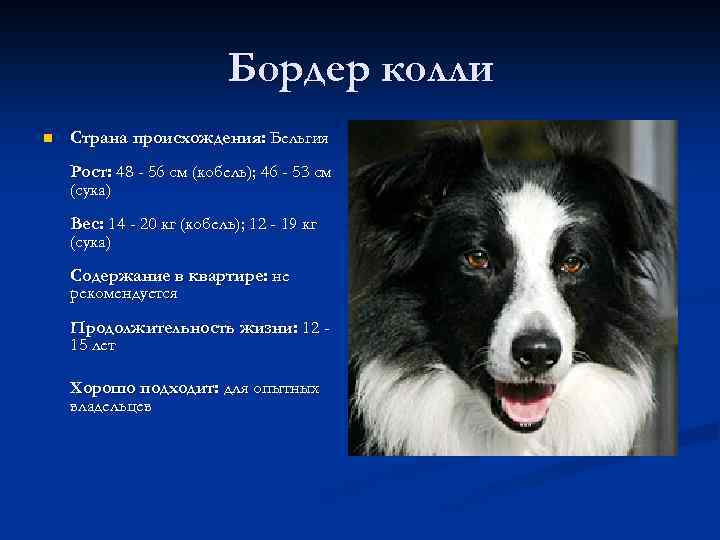 Бордер колли n Страна происхождения: Бельгия Рост: 48 - 56 см (кобель); 46 -