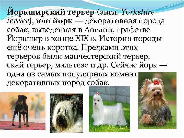 Йоркширский терьер (англ. Yorkshire terrier), или йорк — декоративная порода собак, выведенная в Англии,