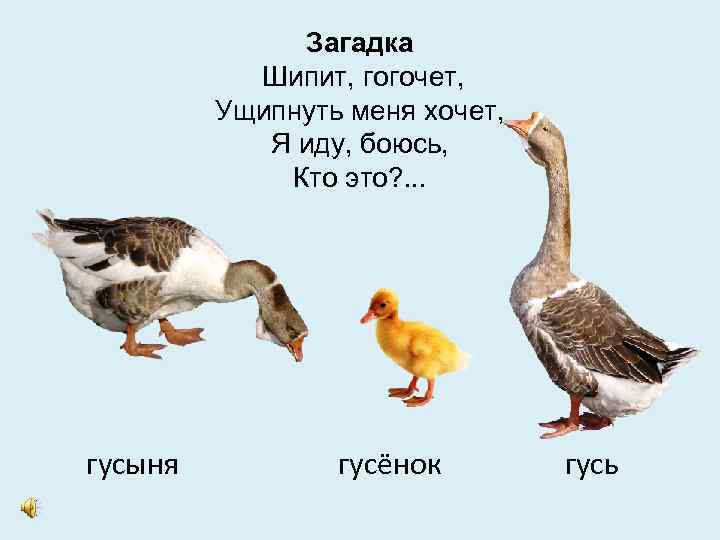Загадка Шипит, гогочет, Ущипнуть меня хочет, Я иду, боюсь, Кто это? . . .
