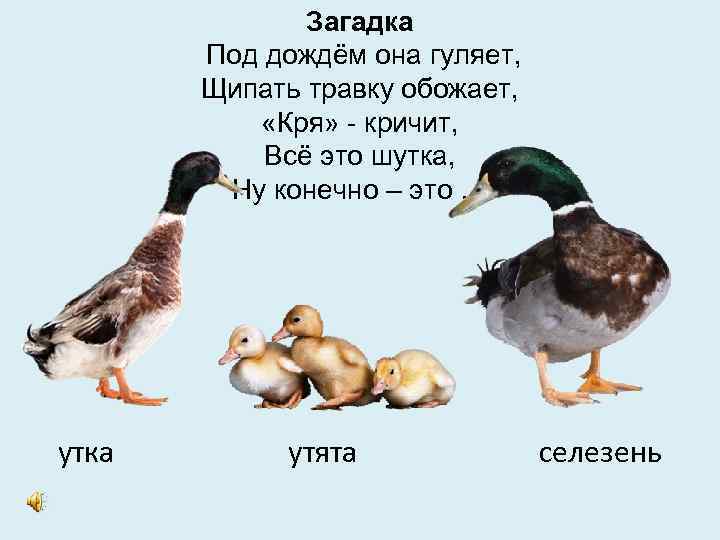 Загадка Под дождём она гуляет, Щипать травку обожает, «Кря» - кричит, Всё это шутка,