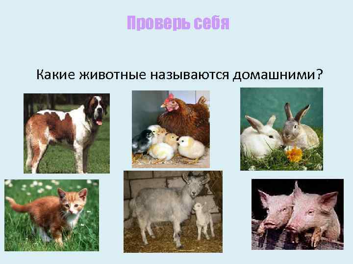 Проверь себя Какие животные называются домашними? 