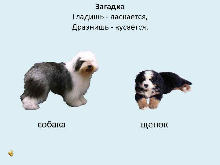 Загадка Гладишь - ласкается, Дразнишь - кусается. собака щенок 