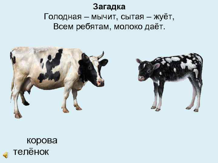 Загадка Голодная – мычит, сытая – жуёт, Всем ребятам, молоко даёт. корова телёнок 