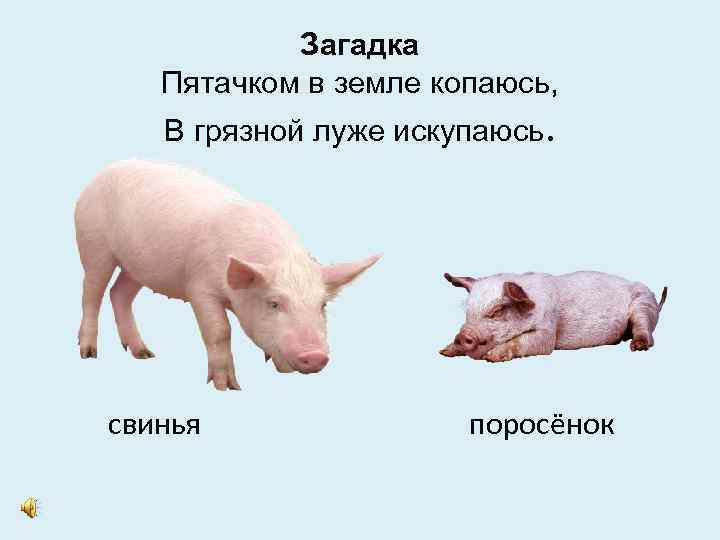 Загадка Пятачком в земле копаюсь, В грязной луже искупаюсь. свинья поросёнок 