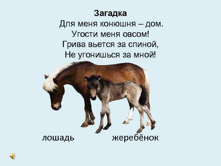 Загадка Для меня конюшня – дом. Угости меня овсом! Грива вьется за спиной, Не