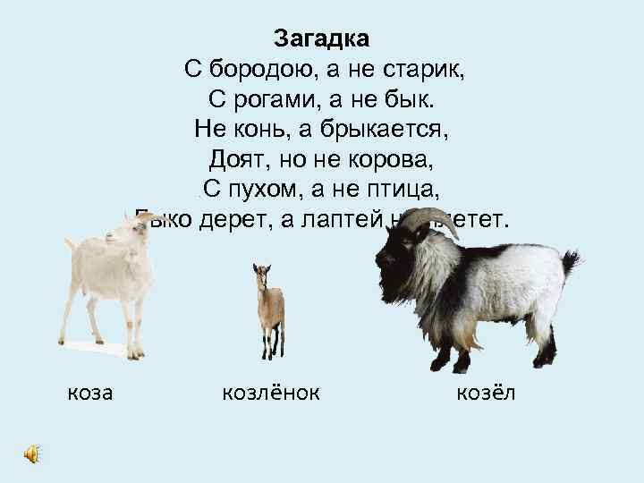 Загадка С бородою, а не старик, С рогами, а не бык. Не конь, а