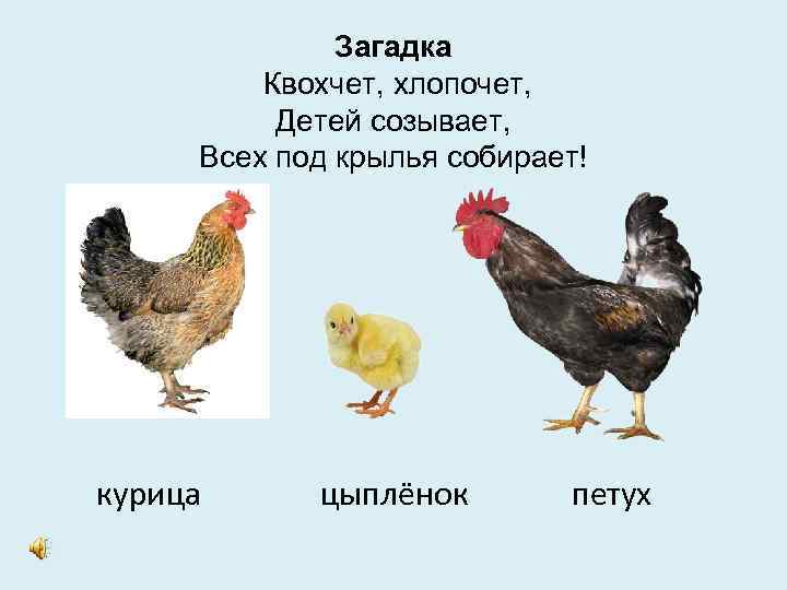 Загадка Квохчет, хлопочет, Детей созывает, Всех под крылья собирает! курица цыплёнок петух 