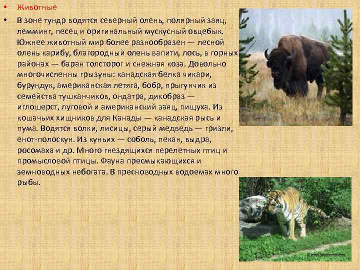  • • Животные В зоне тундр водятся северный олень, полярный заяц, лемминг, песец