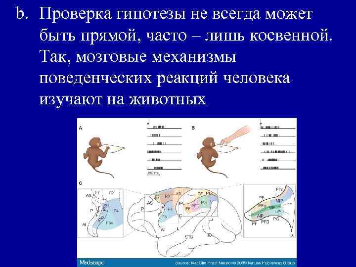 b. Проверка гипотезы не всегда может быть прямой, часто – лишь косвенной. Так, мозговые
