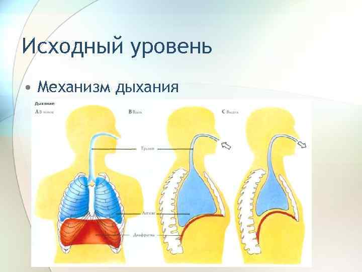 Исходный уровень • Механизм дыхания 