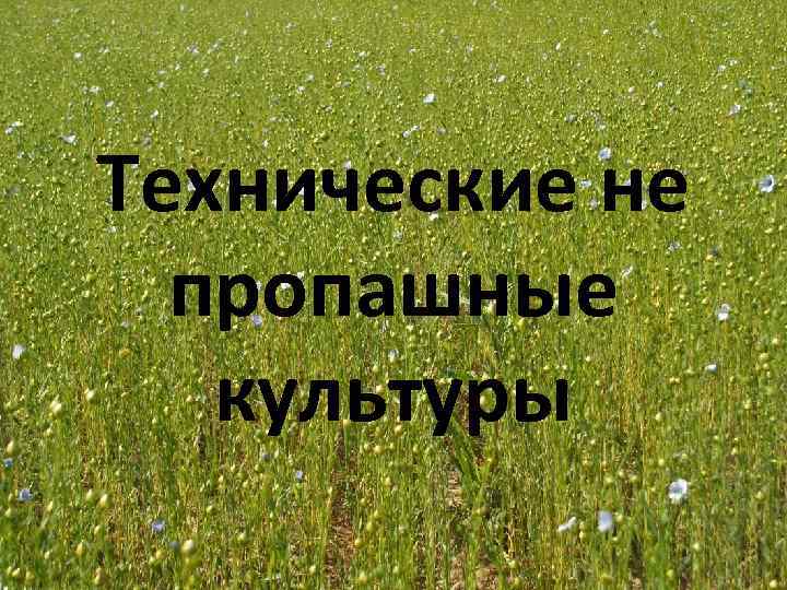 Технические не пропашные культуры 