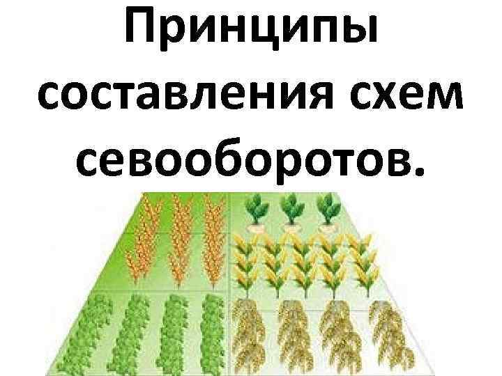 Принципы составления схем севооборотов. 