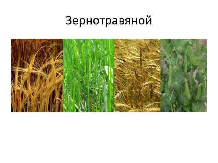 Зернотравяной 