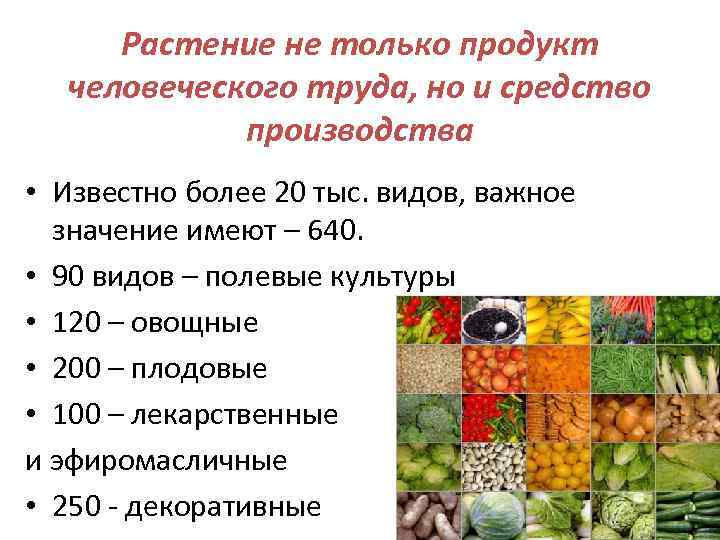 Растение не только продукт человеческого труда, но и средство производства • Известно более 20
