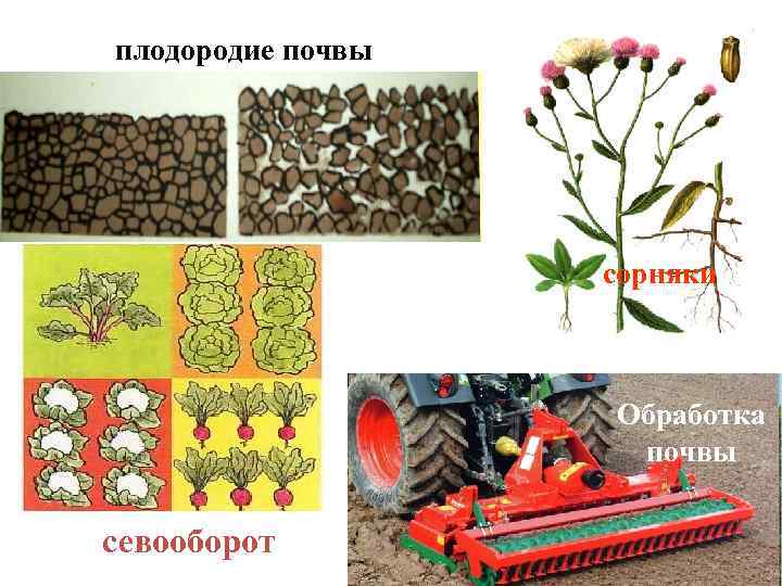 Обработка почвы плодородие