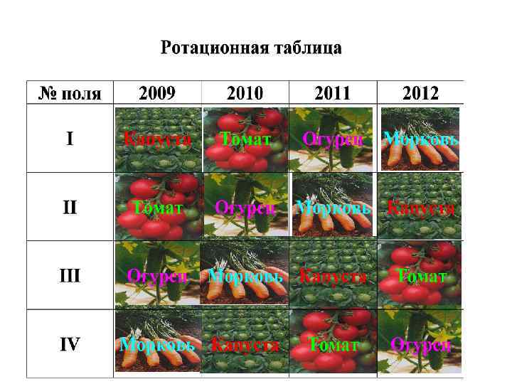 Программа по овощным культурам