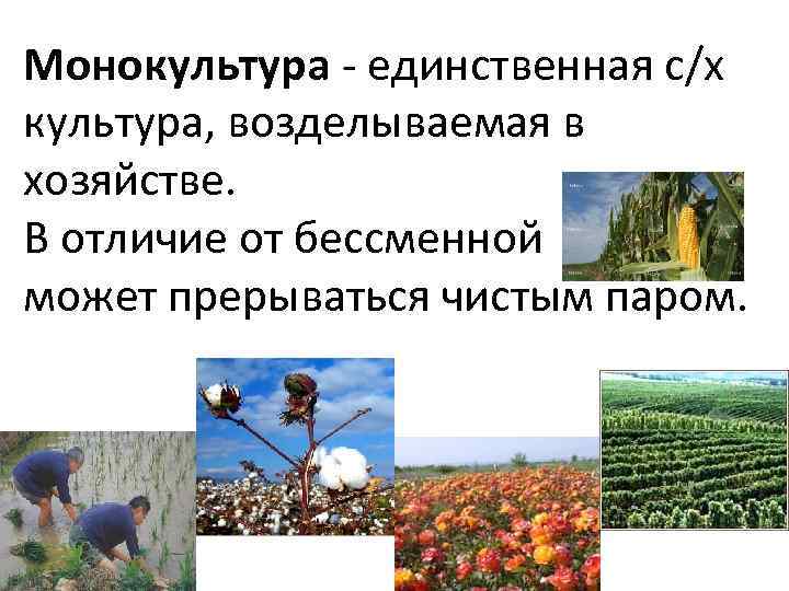 Монокультура - единственная с/х культура, возделываемая в хозяйстве. В отличие от бессменной может прерываться