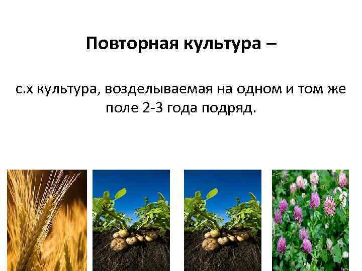 Повторная культура – с. х культура, возделываемая на одном и том же поле 2