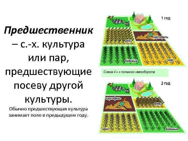 Предшественник – с. -х. культура или пар, предшествующие посеву другой культуры. Обычно предшествующая культура