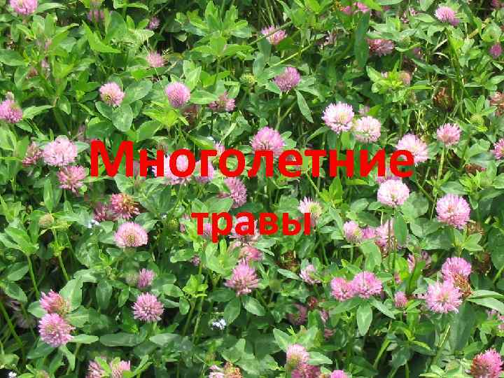 Многолетние травы 