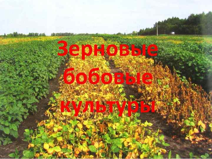 Зерновые бобовые культуры 