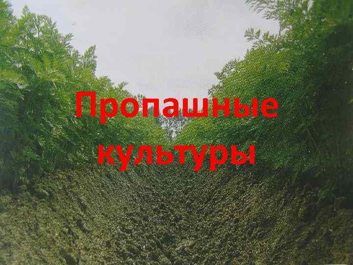 Пропашные культуры 