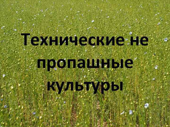 Технические не пропашные культуры 