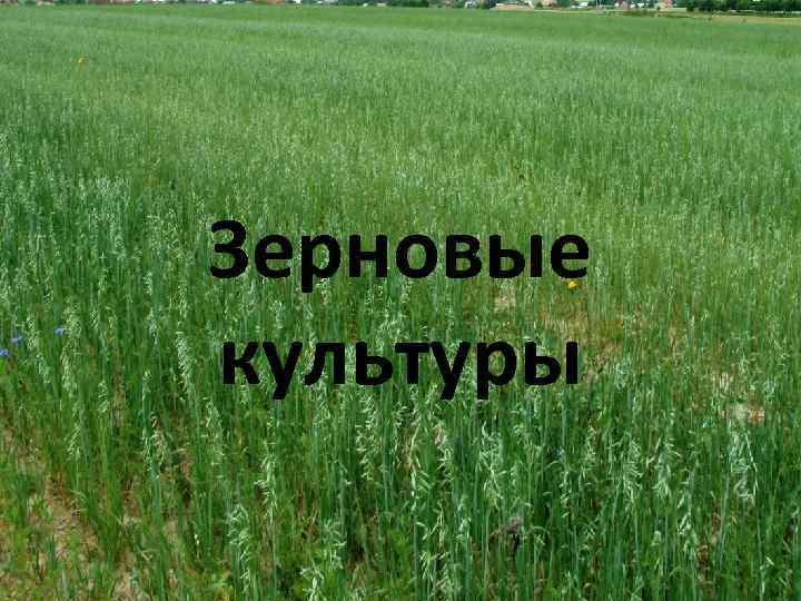 Зерновые культуры 