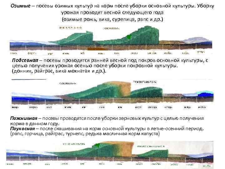 Озимые – посевы озимых культур на корм после уборки основной культуры. Уборку урожая проводят